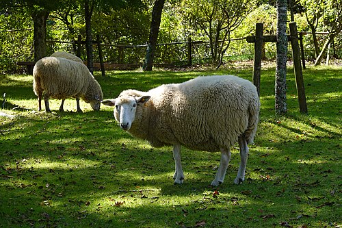 Merino sheep